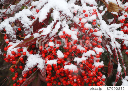 雪と南天 雪と南天 87990852