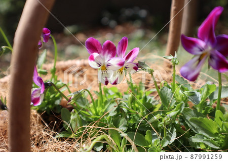 種から育てたラビットイヤービオラの花 種から育てたラビットイヤービオラの花 87991259