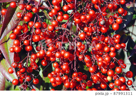 南天 南天 87991311