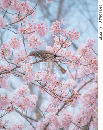 玉縄桜とヒヨドリ 玉縄桜とヒヨドリ 87991891