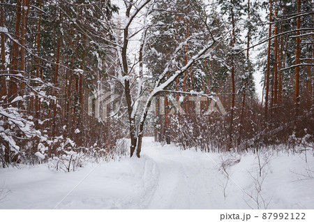 The road in the winter snow-covered forest. Winter landscape. The road in the winter snow-covered forest. Winter landscape. 87992122