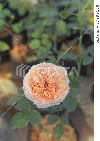 fresh rose flower in a garden fresh rose flower in a garden 87992168