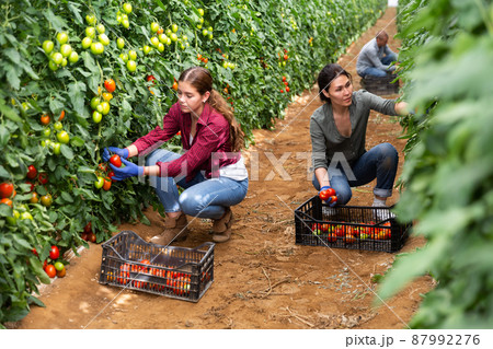 Girl, man and woman harvesting tomatoes Girl, man and woman harvesting tomatoes 87992276