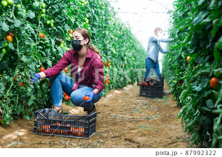 Man and girl in masks harvesting tomatoes Man and girl in masks harvesting tomatoes 87992322