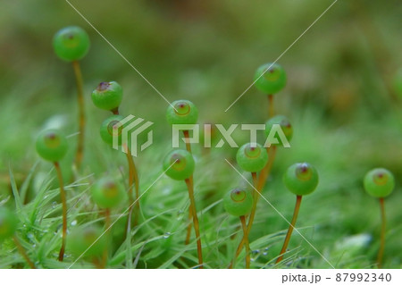 タマゴケ 87992340