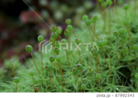 タマゴケ 87992343