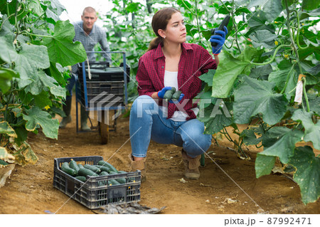 Hired workers harvest cucumbers Hired workers harvest cucumbers 87992471