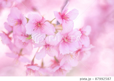 淀の河津桜(春イメージ) 淀の河津桜(春イメージ) 87992587