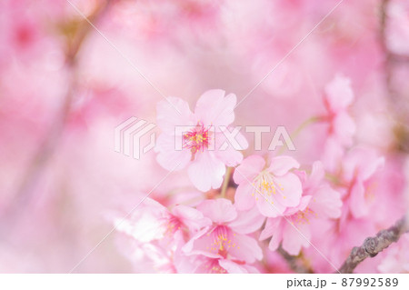 淀の河津桜(春イメージ) 淀の河津桜(春イメージ) 87992589