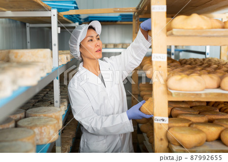 Woman checking quality of cheese in cheese dairy. Numbers on white pieces of paper are date when cheese was put into ripening chamber 87992655