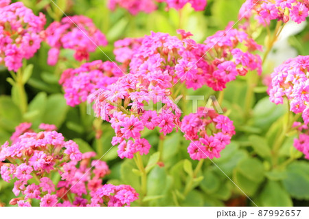 カランコエの花 カランコエの花 87992657