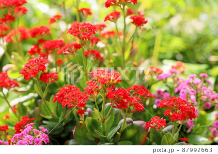 カランコエの花 カランコエの花 87992663