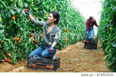 Asian with tomatoes Asian with tomatoes 87992920
