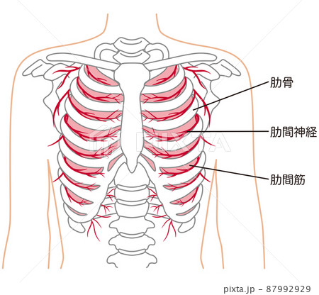 肋骨　肋間神経　肋間筋　骨格図 87992929