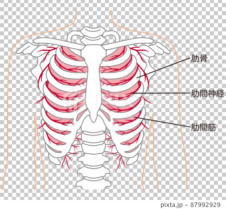 Ribs, intercostal nerves, intercostal muscles, skeletal diagram 87992929