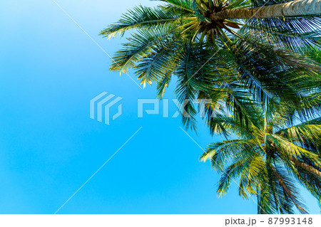 coconut palm tree with blue sky coconut palm tree with blue sky 87993148