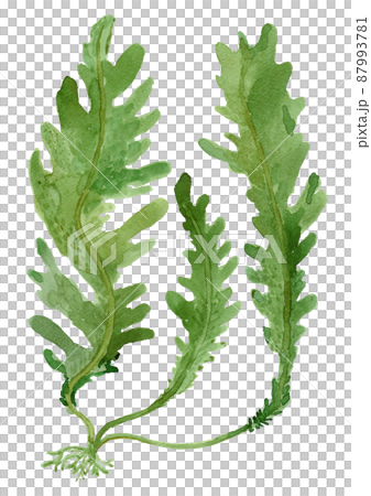 ゆでた新芽わかめの水彩イラスト　 87993781