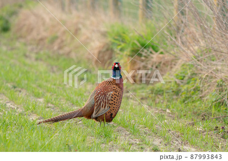 An Beautiful pheasant An Beautiful pheasant 87993843