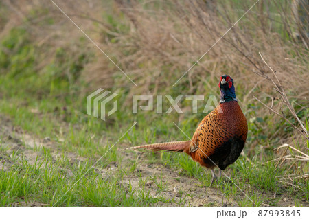 An Beautiful pheasant 87993845