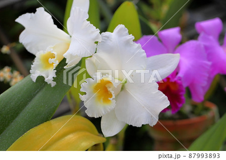 カトレアの花 カトレアの花 87993893