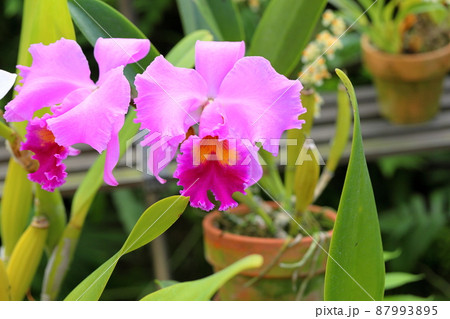 カトレアの花 カトレアの花 87993895