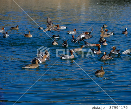 野鳥の楽園 野鳥の楽園 87994176