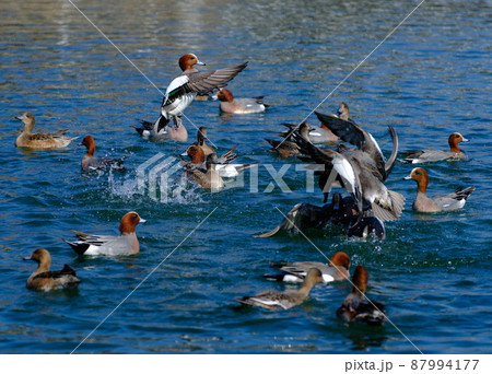 ヒドリ鴨の飛翔 87994177