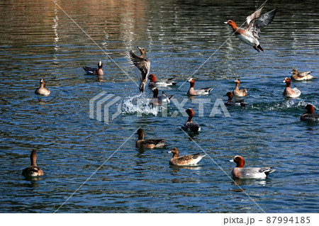 野生鳥の楽園の大正池 87994185