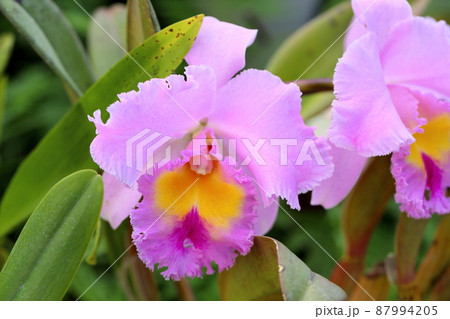 カトレアの花 87994205