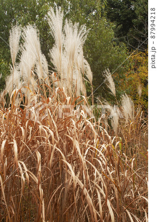 ススキの穂と枯れ葉の風景 87994218