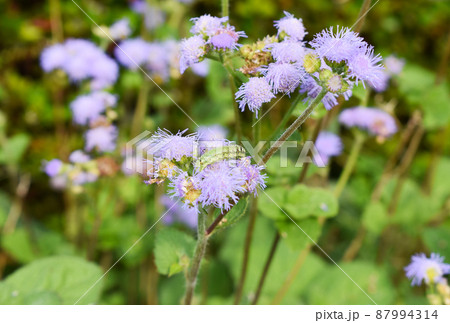 アゲラタムの花と緑色の幼虫 87994314