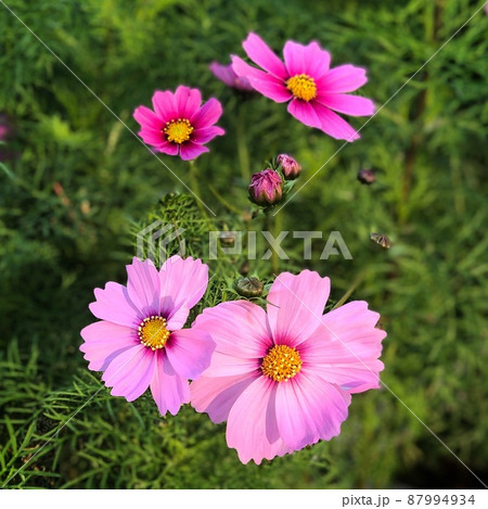 コスモスは秋の桜と書きますが、結構長く咲いている種類もあるので癒されますよね コスモスは秋の桜と書きますが、結構長く咲いている種類もあるので癒されますよね 87994934