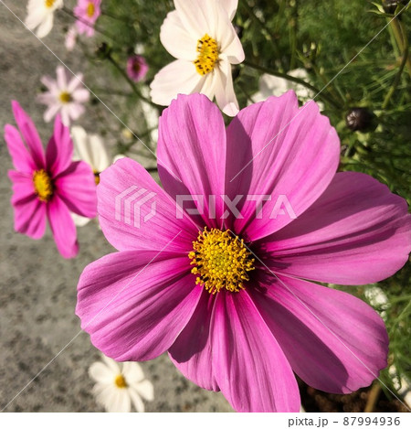 コスモスは秋の桜と書きますが、結構長く咲いている種類もあるので癒されますよね コスモスは秋の桜と書きますが、結構長く咲いている種類もあるので癒されますよね 87994936