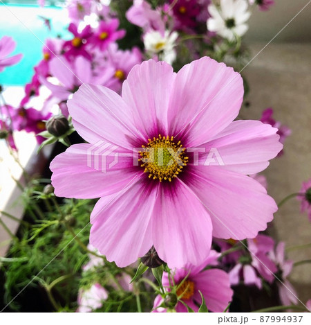 コスモスは秋の桜と書きますが、結構長く咲いている種類もあるので癒されますよね 87994937