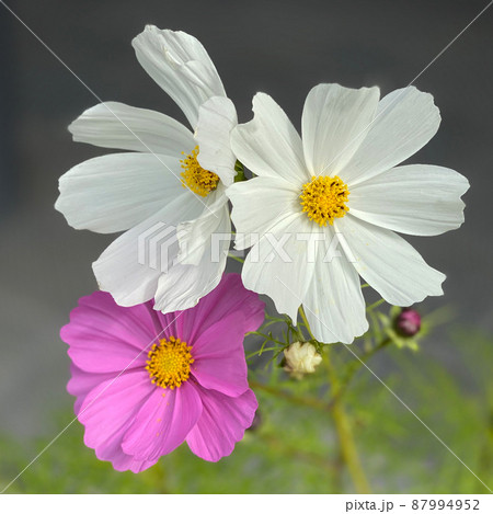 コスモスは秋の桜と書きますが、結構長く咲いている種類もあるので癒されますよね 87994952