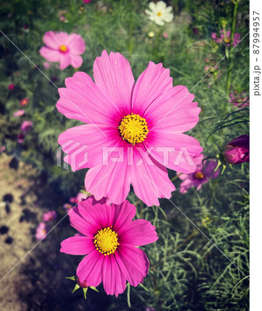 コスモスは秋の桜と書きますが、結構長く咲いている種類もあるので癒されますよね 87994957