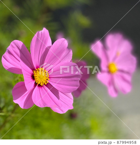 コスモスは秋の桜と書きますが、結構長く咲いている種類もあるので癒されますよね コスモスは秋の桜と書きますが、結構長く咲いている種類もあるので癒されますよね 87994958