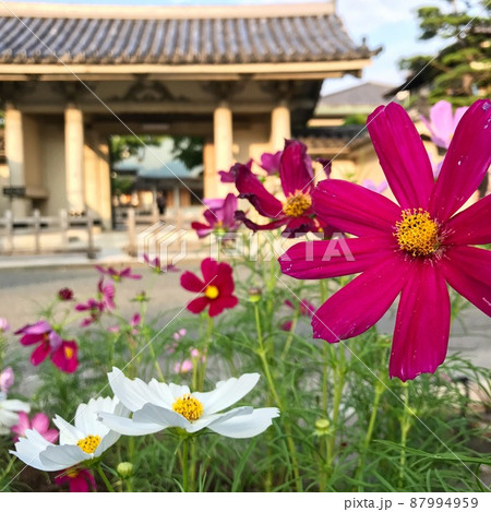 コスモスは秋の桜と書きますが、結構長く咲いている種類もあるので癒されますよね 87994959