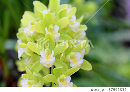 シンビジュウムの花 87995335