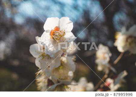 開花する白い梅の花 透過光でのクローズアップ　b-3 マット感 87995996
