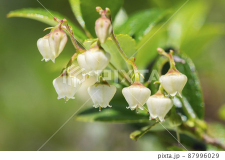シラタマノキの花 倶知安町 シラタマノキの花 倶知安町 87996029