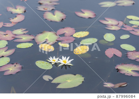 ヒツジグサ　静狩湿原　長万部町 87996084