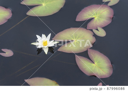 ヒツジグサ 静狩湿原 長万部町 ヒツジグサ 静狩湿原 長万部町 87996086