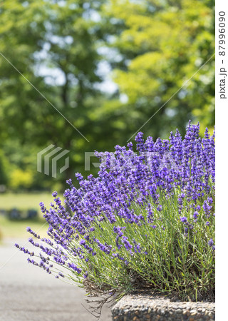 ラベンダー　百合が原公園　札幌市 87996090