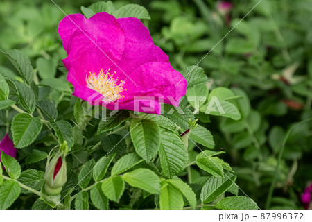 Blooming pink wild rose flower among green foliage close up Blooming pink wild rose flower among green foliage close up 87996372
