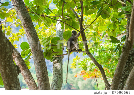 Dusky leaf Langur monkey (Trachypithecus obscurus) hang and eat green leaves on the tree at Railay beach, Krabi, Thailand Dusky leaf Langur monkey (Trachypithecus obscurus) hang and eat green leaves on the tree at Railay beach, Krabi, Thailand 87996665
