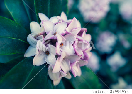 ジンチョウゲの花のクローズアップ 暖色寒色強調 ジンチョウゲの花のクローズアップ 暖色寒色強調 87996952