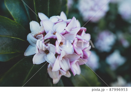 ジンチョウゲの花のクローズアップ　マット感 87996953