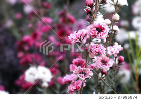 ギョリュウバイのピンクの花 87996974