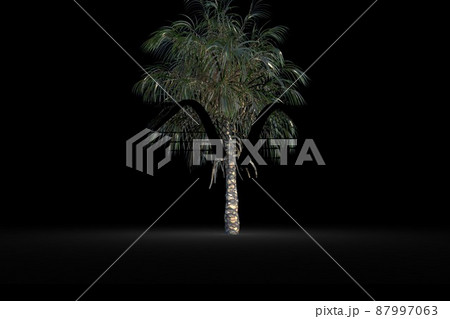 Barbed wire over silhouette of palm tree against black background Barbed wire over silhouette of palm tree against black background 87997063